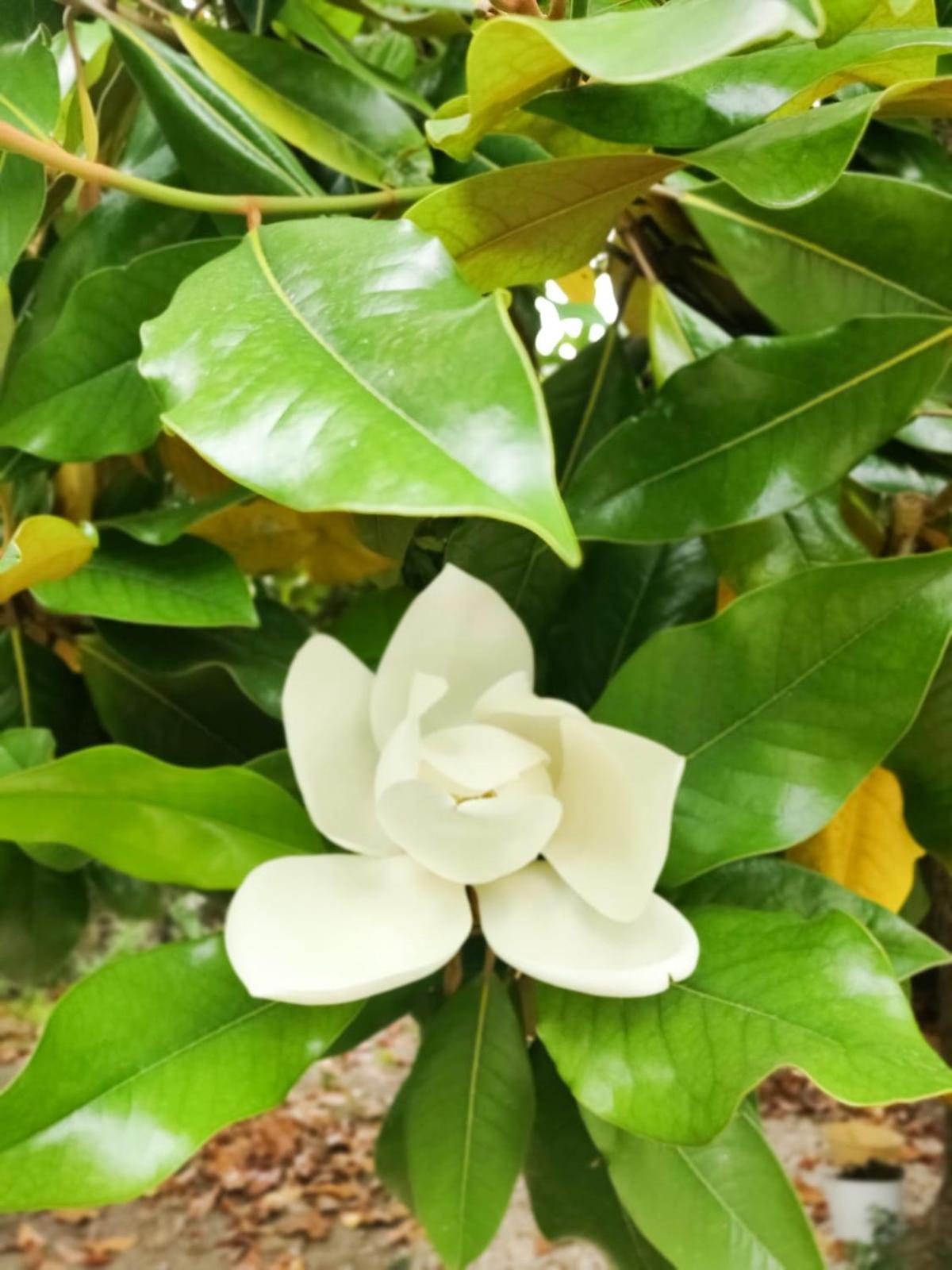 Couette-café D'hotes - Le Magnolia 3*